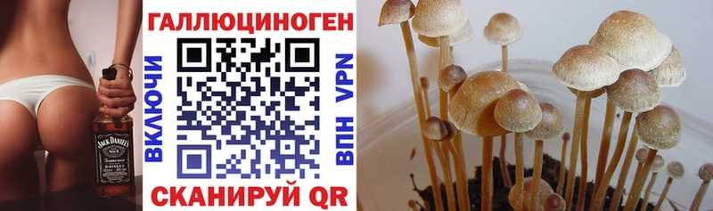 Галлюциногенные грибы MAGIC MUSHROOMS  Суздаль 